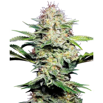 Semeno Sensi Seeds Sensi Skunk Auto Balení: 3ks