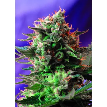 Semeno Sweet Seeds Jack 47 F1 Fast Version Balení: 3+1ks