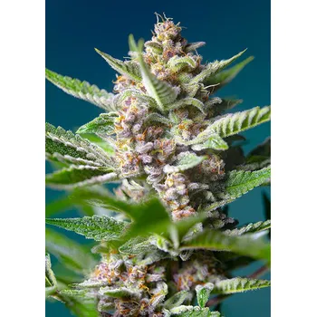 Semeno Sweet Seeds Purple Punch OG Balení: 3+1ks