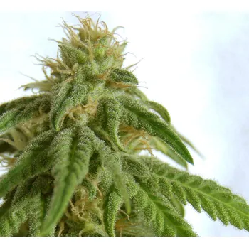 Semeno Kannabia Afrodite Balení: 3ks