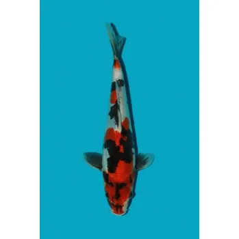 Krmivo pro rybičky HQ Doitsu Showa Sanshoku ... JK 23SL16208