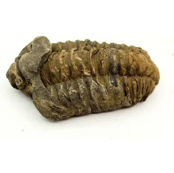 Magieprirody.cz Fosilie Trilobit Calymene Flexicalymene 70 mm #365