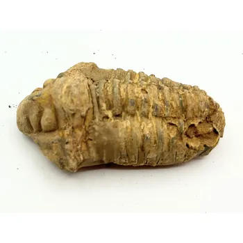 Magieprirody.cz Fosilie Trilobit Calymene Flexicalymene 80 mm #367