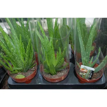 Sazenice TSUGA Aloe VERA