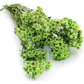 mech-mech.cz Sušená Oxodia - zelená