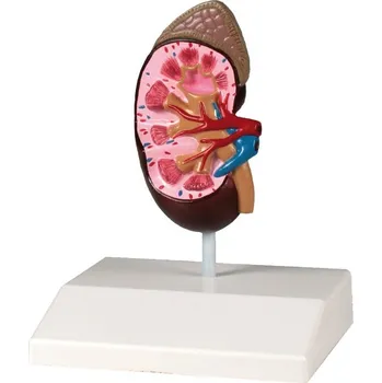 anatomický model Ledvina - model