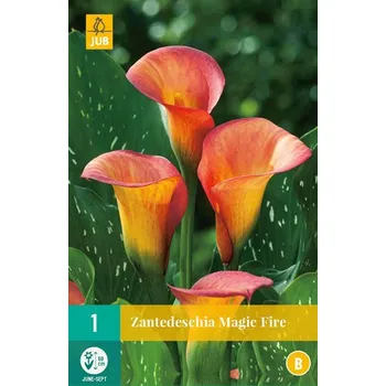 Cibulovina JUB Holland Magic Fire kornoutice 1 ks