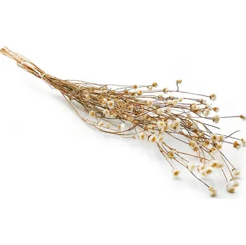 mech-mech.cz Sušená chrpa (Centaurea) - Bílá