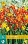 JUB Holland Montbrécie Crocosmia mix 20…