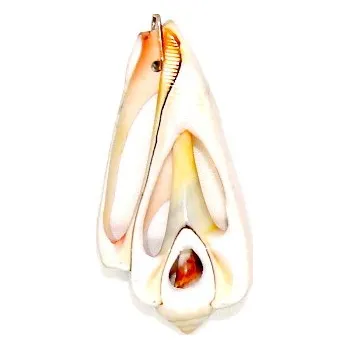 Přívěsek Stříbrný přívěsek přírodní lastura - P3441 (Stříbrný přívěsek lastuta )