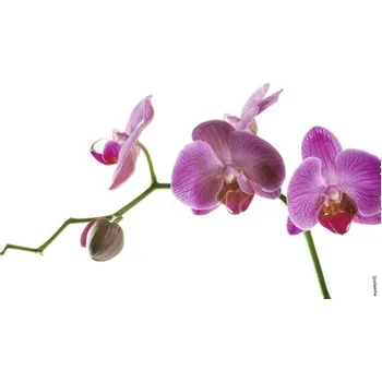 Obklad Koupelnová zádní stěna mySPOTTI aqua Orchidee pink 90x45 cm