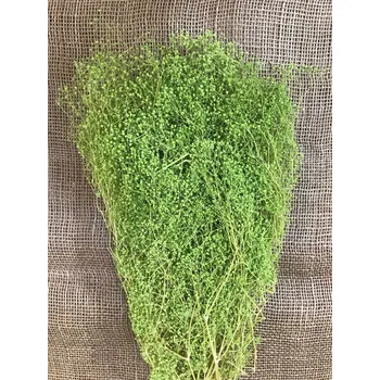 Gypsophila mini 100gr. oliva stabilizovaná