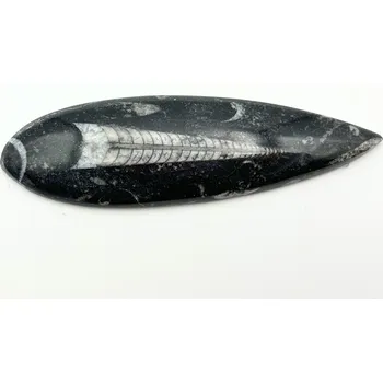 Sběratelství Magieprirody.cz Fosilie Orthoceras 135 mm (Maroko) #K761