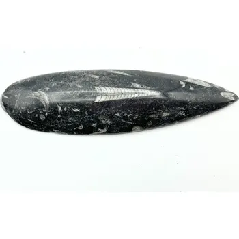 Přírodní kámen Magieprirody.cz Fosilie Orthoceras 165 mm (Maroko) #K712