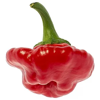 Semeno Semínka Piquant Paprička chilli JAMAICAN ROSSO