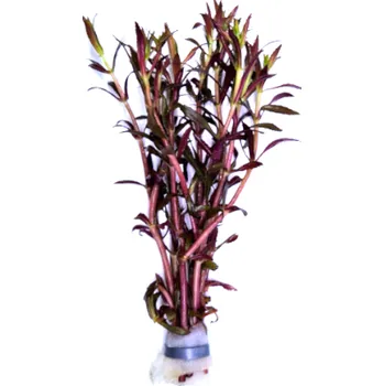 Akvarijní rostlina Limnophila aromatica - svazek