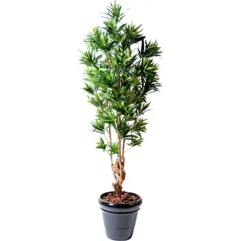 umělá květina Luxusní umělý strom DRACAENA REFLEXA, 180cm