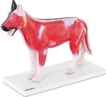 Physa PHY-AM-2 anatomický model psa