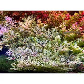 Akvaristika Hyptis laciniata (Košíčková Ø 5,5 cm)