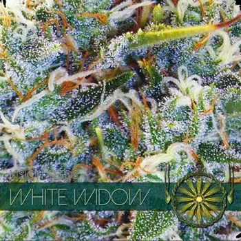 Pěstitelství Vision seeds White Widow Počet ks Feminizované: 3+1
