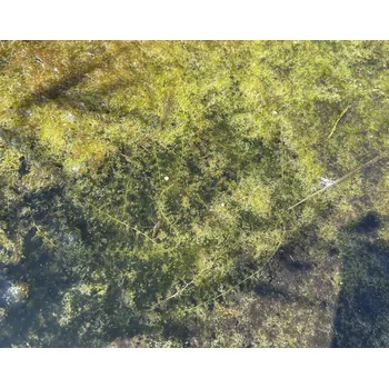 Sazenice Utricularia australis | bublinatka jižní | vodní do jezírka | dospělá rostlina