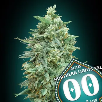 Semeno 00 Seeds Auto Northern Lights XXL Počet ks Feminizované: 3