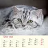 Kalendář SPEKTRUM GRAFIK Nástěnný kalendář Kočky 2024