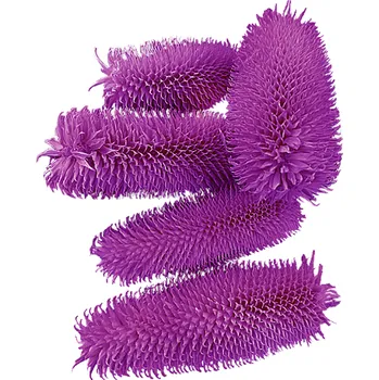 Sušený Dipsacus bodlák loose, 500 g, fialový