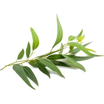 Speciální výživa Sprej s eukalyptem