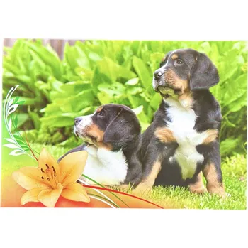 Pohlednice pes - Entlebušský salašnický pes štěně