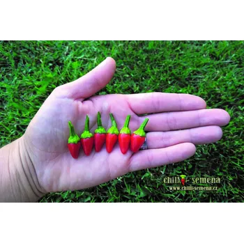 Semeno chilli-semena Stumpy