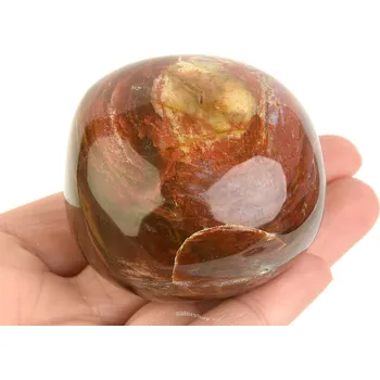 Sběratelství Hladký kámen zkamenělé dřevo (Madagaskar) 232g