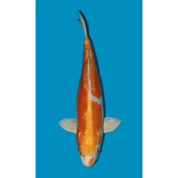 Krmivo pro rybičky SHQ Kikusui ... JK 20140045