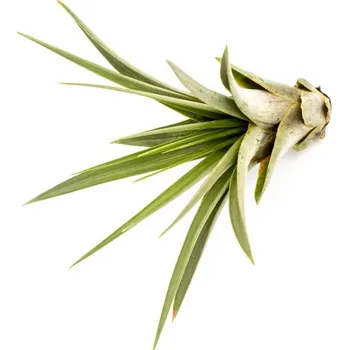 Gardners Tillandsia Faciculata Tillandsie, kykatka