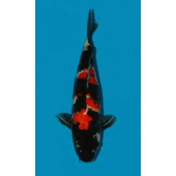 Krmivo pro rybičky HQ Showa Sanshoku ... JK 20150488