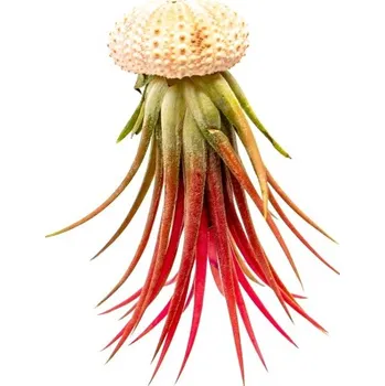 Gardners Medusa Rose s Tillandsií Ionantha red Tillandsie, kykatka