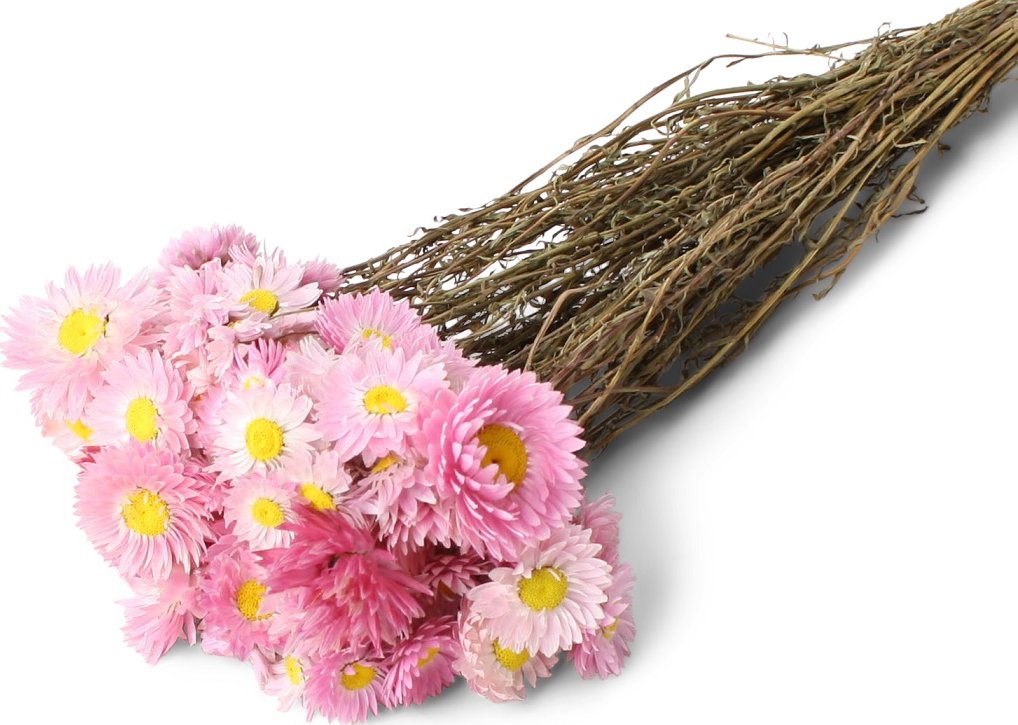 Helipterum acroclinium 40gr. růžová