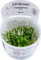 Tropica 1-2-Grow Cryptocoryne Parva In Vitro