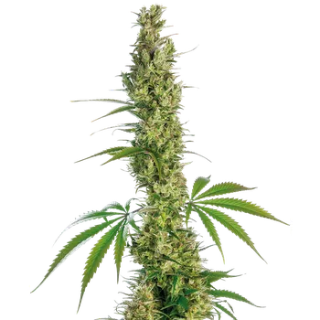 Semeno Sensi Seeds Eagle Bill regular 10ks