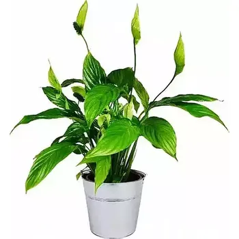 Čistička vzduchu Květiny Expres Lopatkovec, Toulcovka