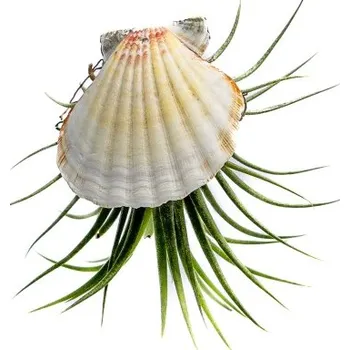 Gardners Mušle s Tillandsií ionantha Tillandsie, kykatka