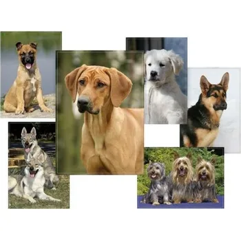 Pohlednice sr Z028 B UV