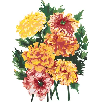 ZUTY Malování podle čísel - KVĚTINA MĚSÍČEK (ALEXANDRIA GILBERT) Rozměr: 40x50 cm, Rámování: bez rámu a bez vypnutí plátna