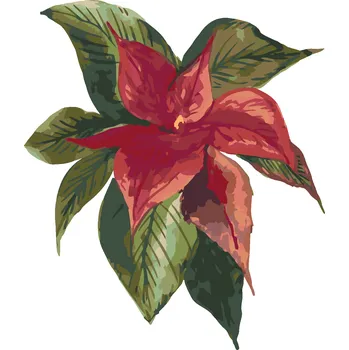 ZUTY Malování podle čísel - KVĚTINA VÁNOČNÍ HVĚZDA (ALEXANDRIA GILBERT) Rozměr: 40x50 cm, Rámování: vypnuté plátno na rám