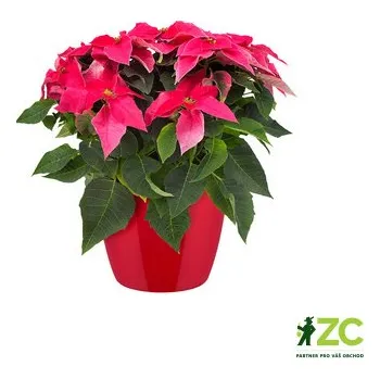 Obal na květináč Obal Brussels Diamond - lovely red 22 cm