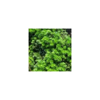 Sazenice Abies koreana Dark Hill 15/20 cm