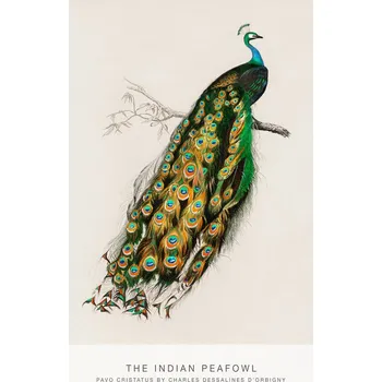 Plakát Plakát, Obraz - Indian Peafowl (Peacock / Zoology) - Charles D'Orbigny