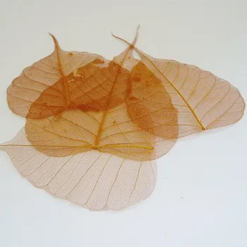 List skelet hnědý 4ks