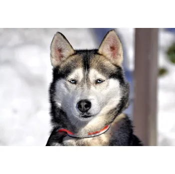 66000109 Pohlednice Sibiřský husky (Sibiřský husky)