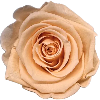 umělá květina Stabilizovaná růže KIARA XL peach fuzz (hlava)